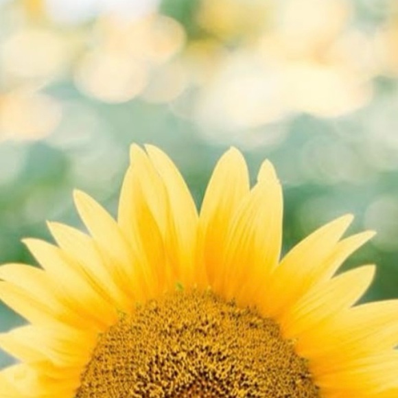 sunflowerkp